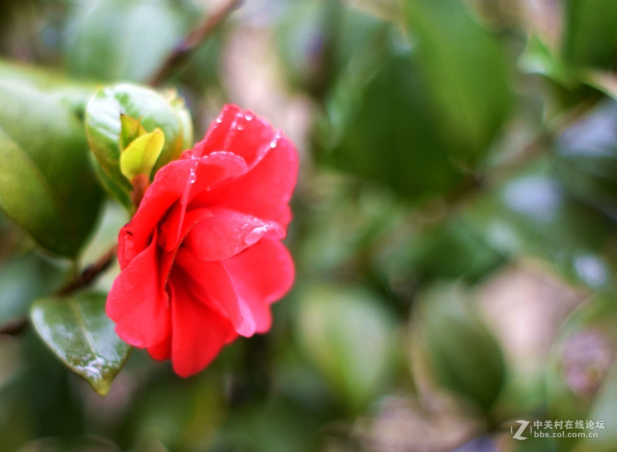 D5300十永诺58MMf1·8镜头试机三