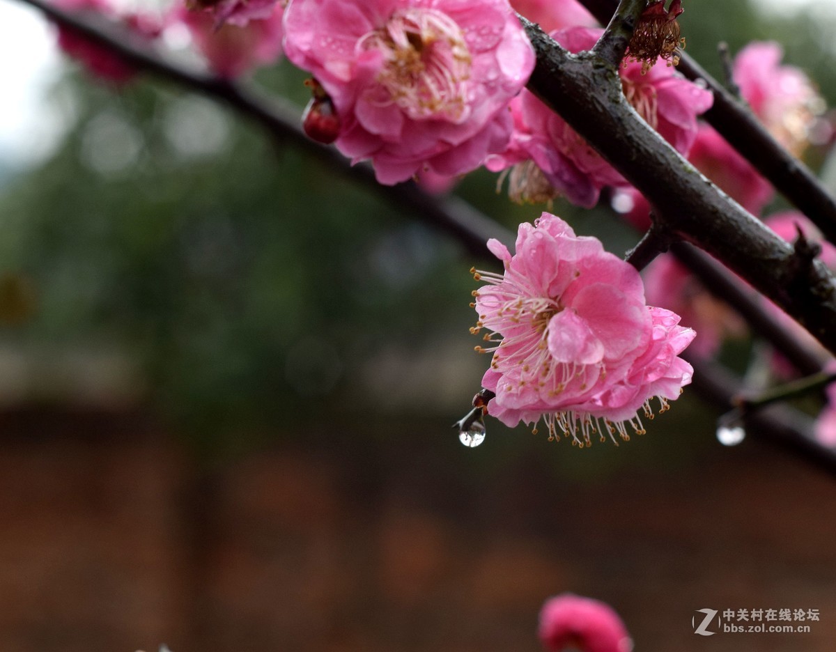 D5300十永诺58MMf1·8镜头试机三