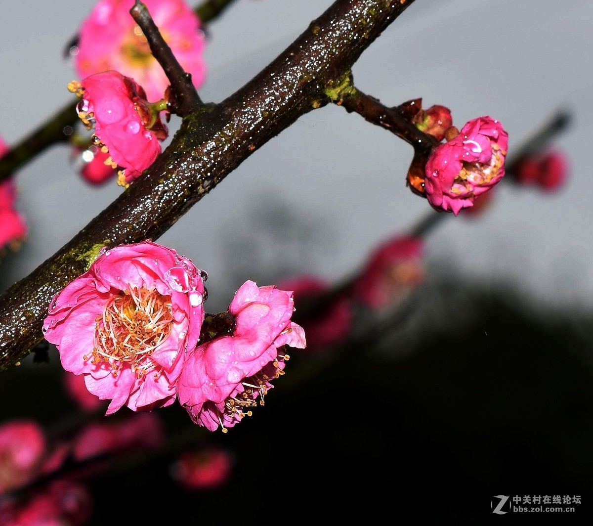 D5300十永诺58MMf1·8镜头试机三