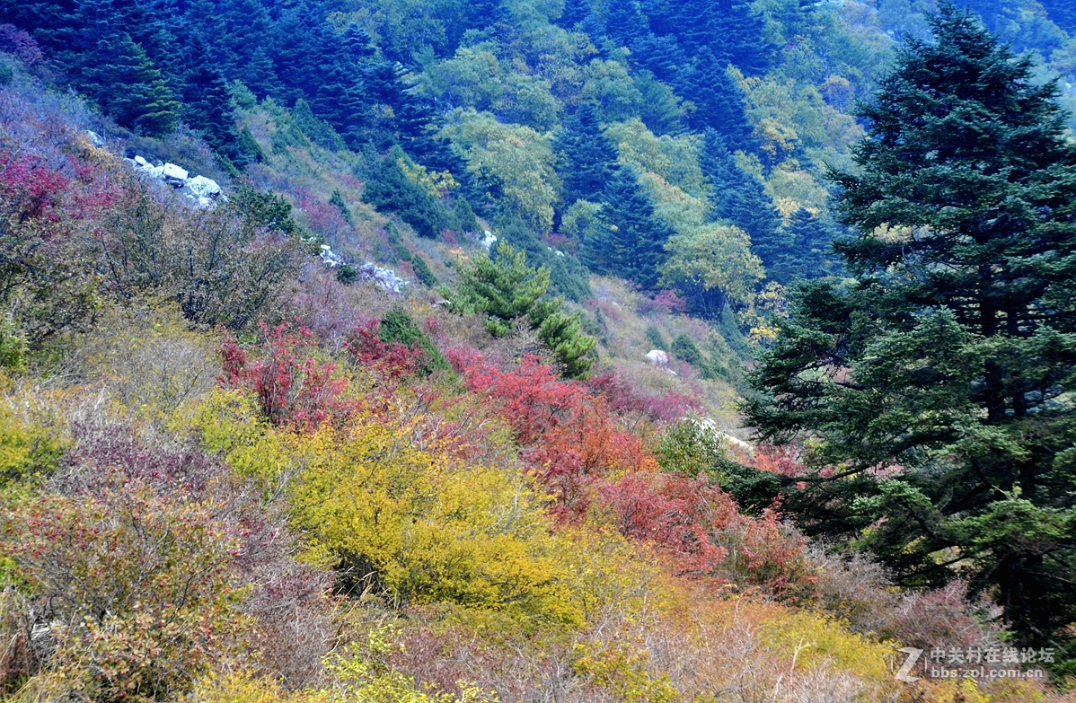 一个人的太白山8——归根之前再绽放(尾篇,13P),敬请指导!祝各位周末愉快!-中关村在线摄影论坛