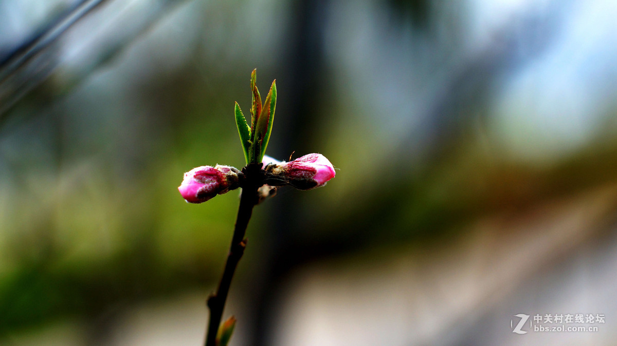 NEX6+LA-EA4转接环+DT50F1.8试拍