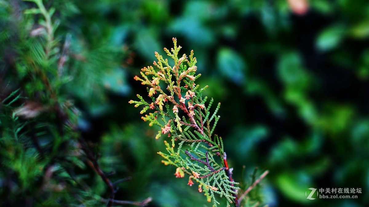 NEX6+LA-EA4转接环+DT50F1.8试拍