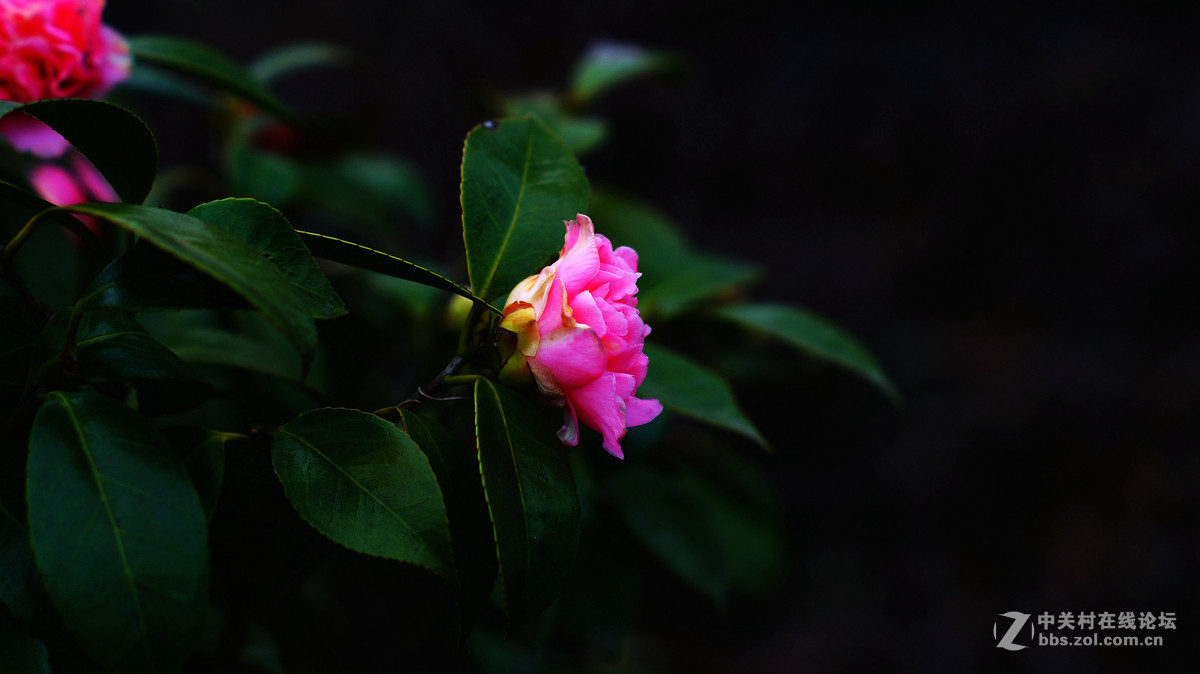 NEX6+LA-EA4转接环+DT50F1.8试拍