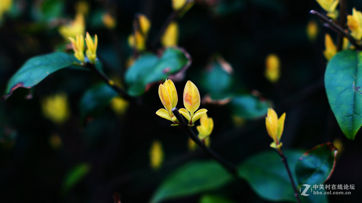 NEX6+LA-EA4转接环+DT50F1.8试拍