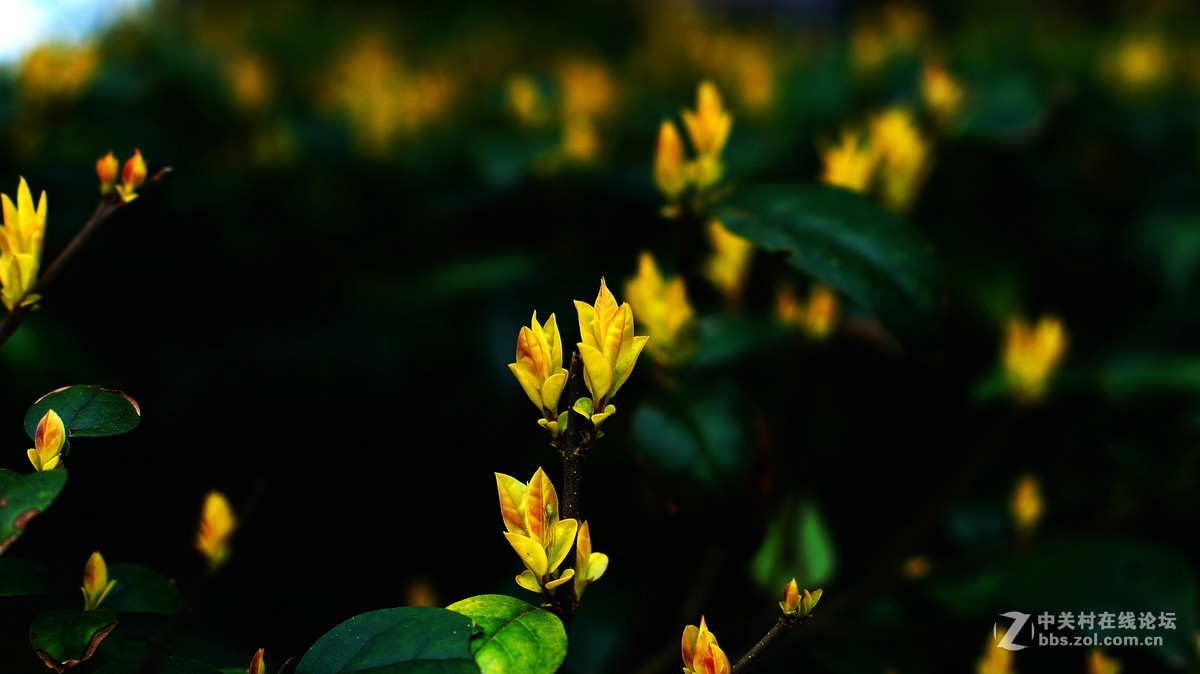 NEX6+LA-EA4转接环+DT50F1.8试拍