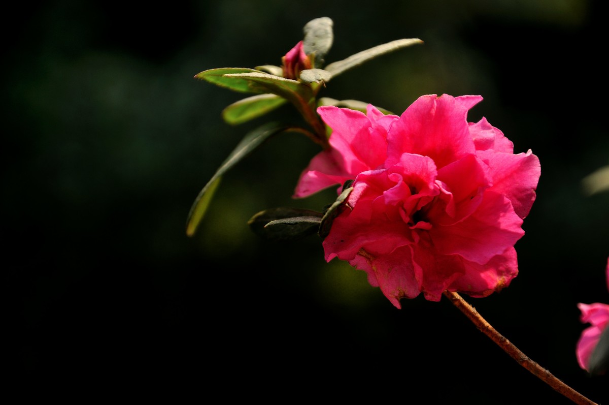 海棠杜鹃贺新年
