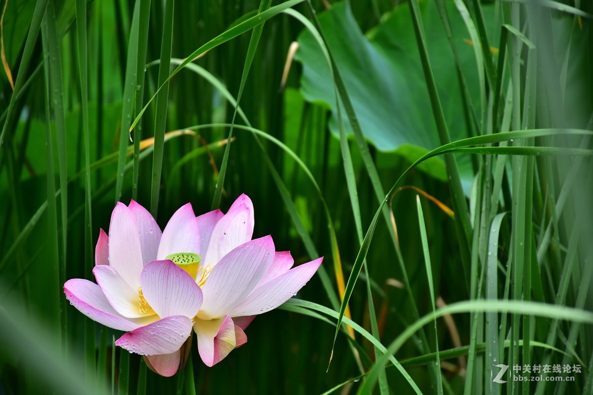 上海庙行公园-雨后拍摄荷花