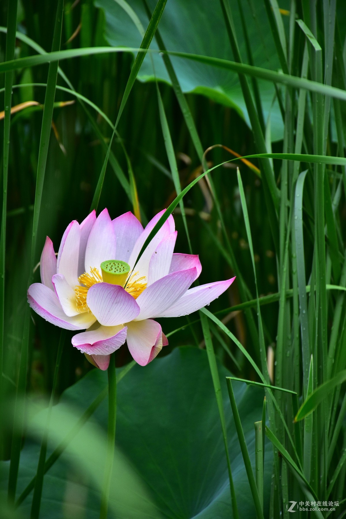 上海庙行公园-雨后拍摄荷花