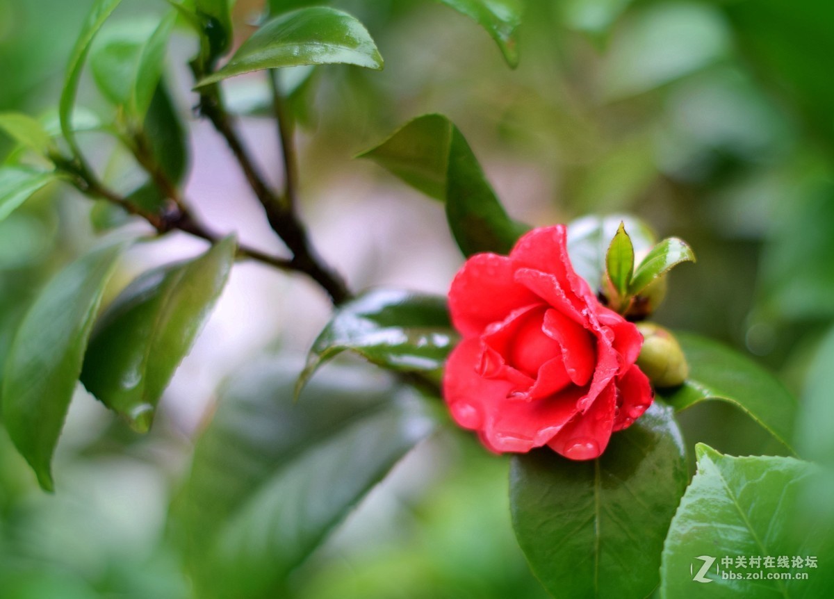 D5300十永诺58MMf1·8镜头试机三