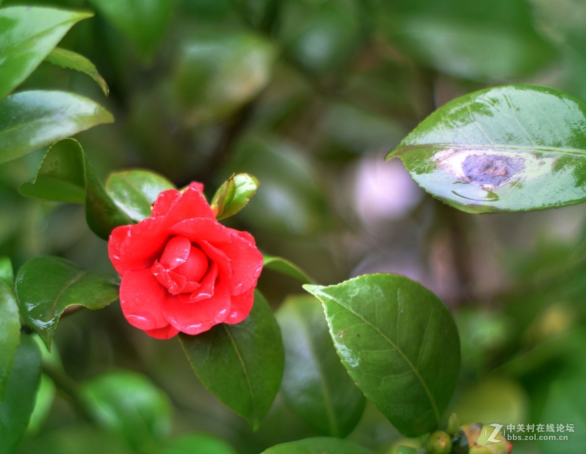 D5300十永诺58MMf1·8镜头试机三