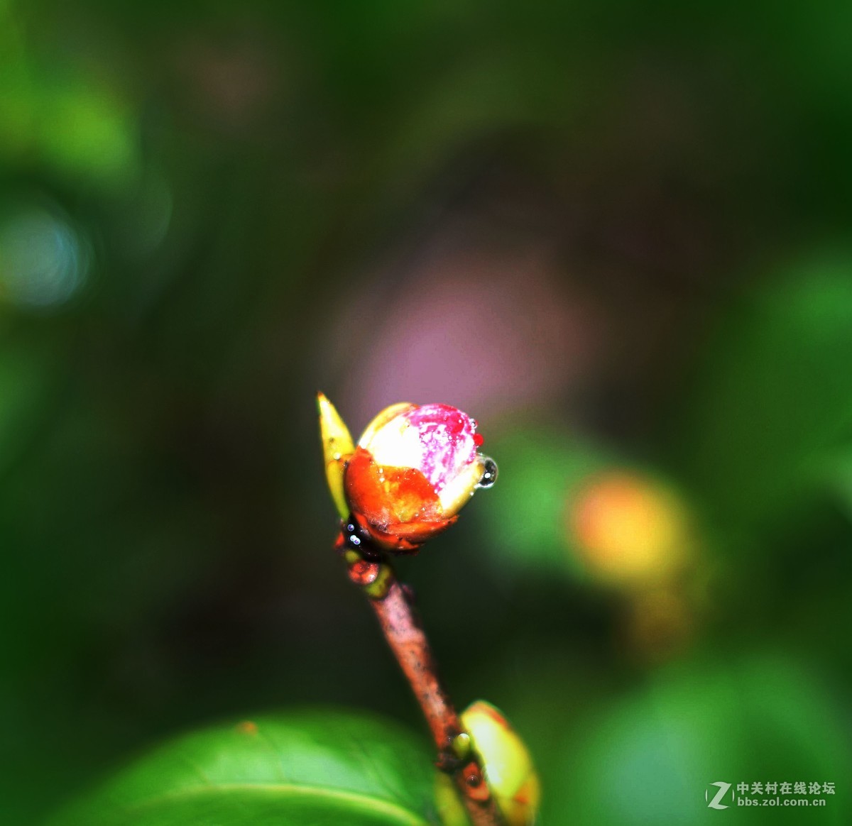 D5300十永诺58MMf1·8镜头试机三