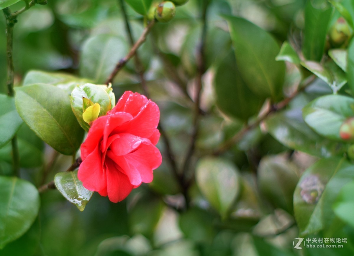 D5300十永诺58MMf1·8镜头试机三