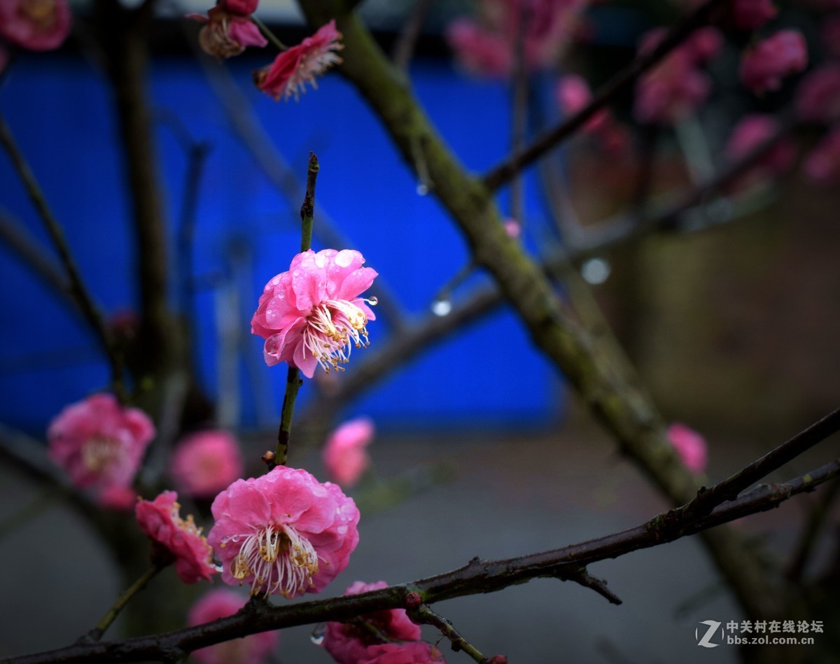 D5300十永诺58MMf1·8镜头试机三