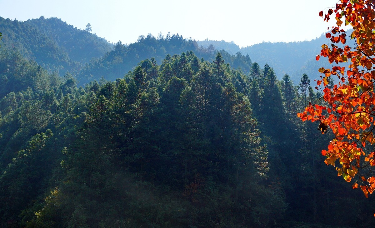 #ZOL月赛晒秋# 皖 南 深 秋 行