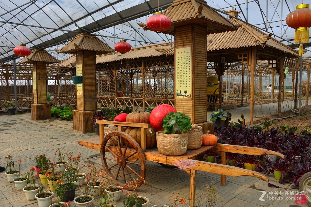 沐春风挖野菜观农趣