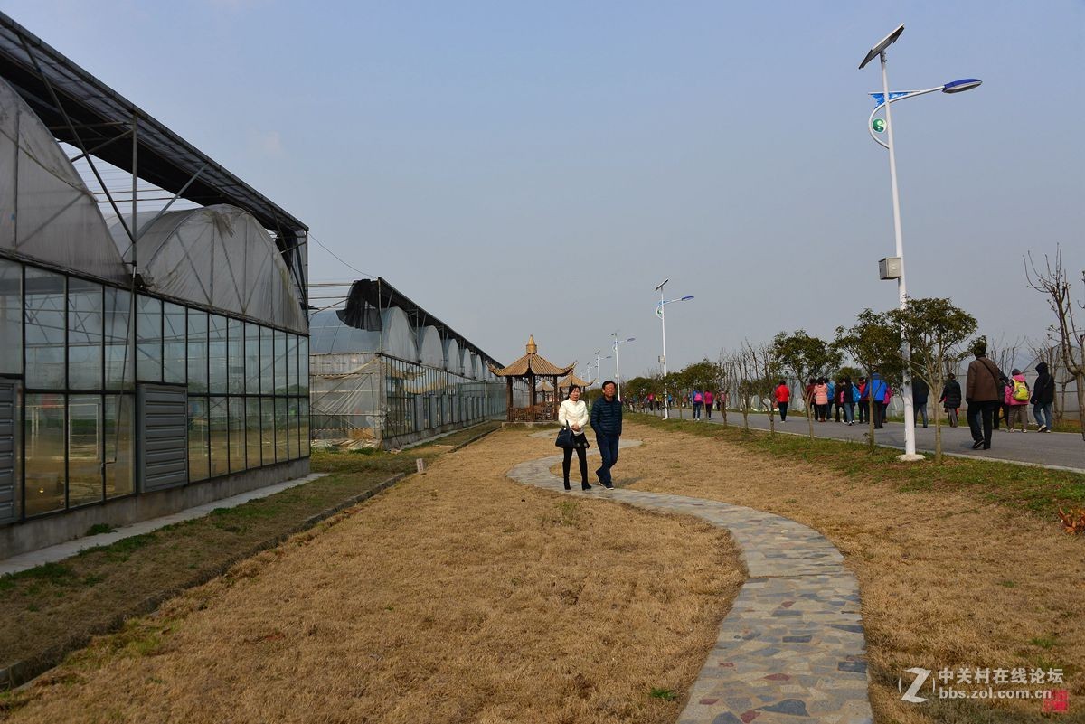 沐春风挖野菜观农趣