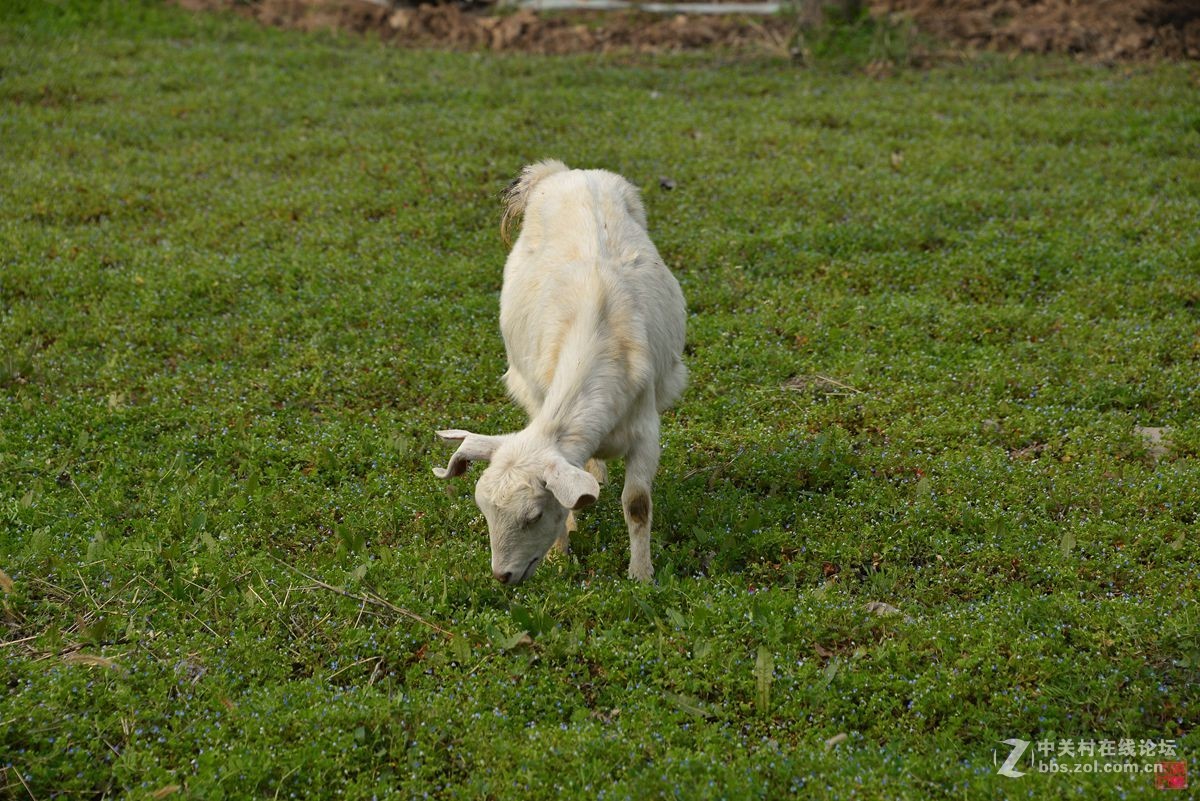 沐春风挖野菜观农趣