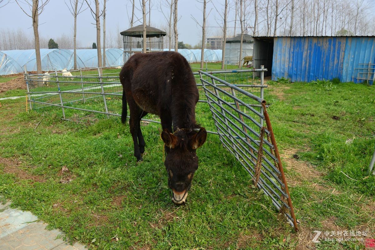 沐春风挖野菜观农趣