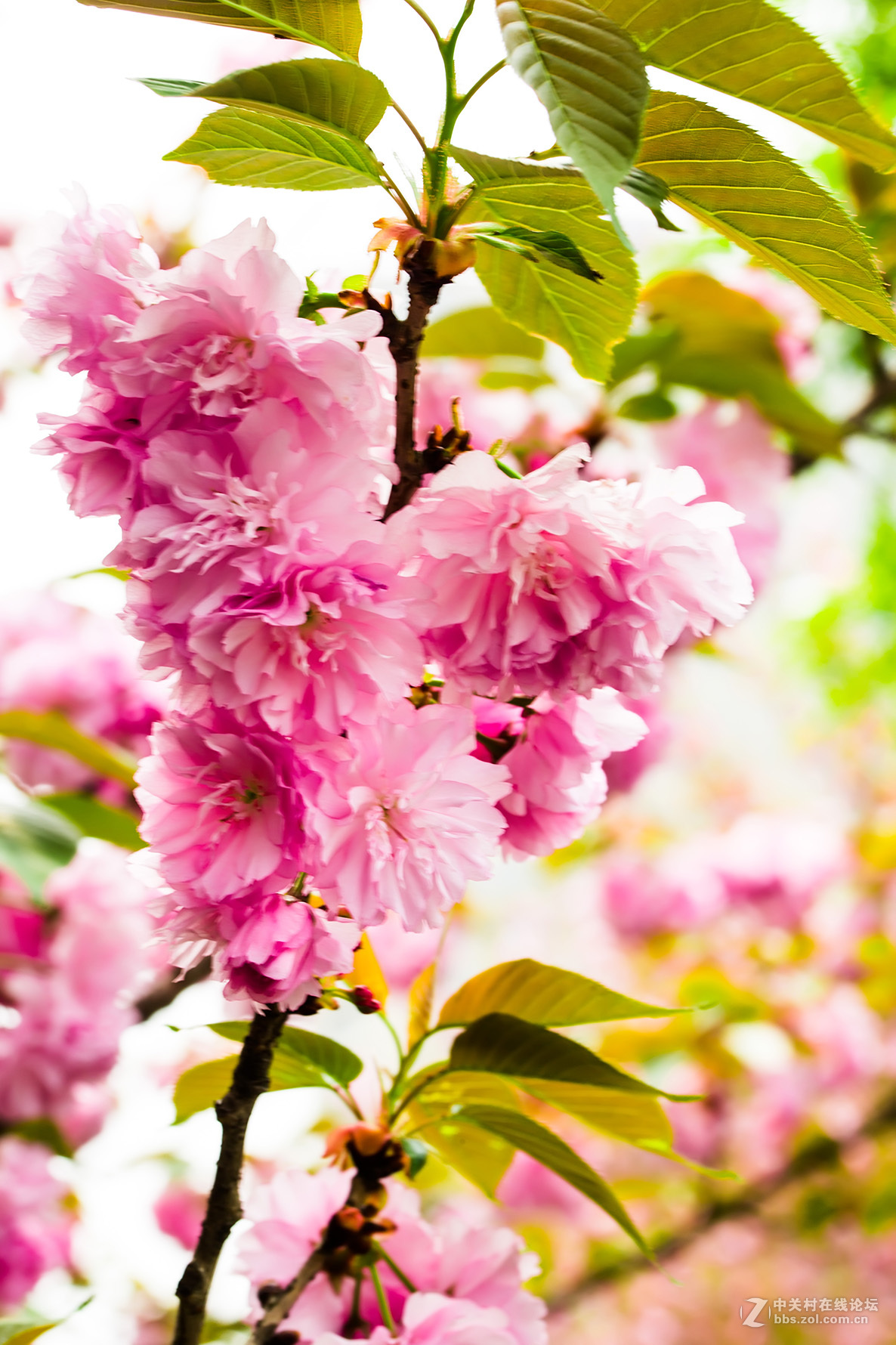 樱花盛开的季节