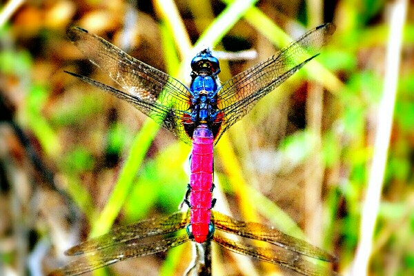 “蜓”有“性”趣