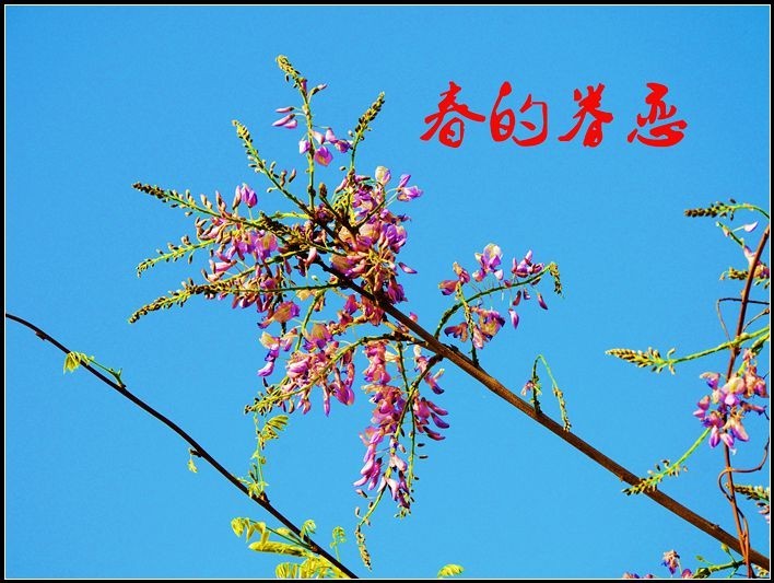 春的眷恋
