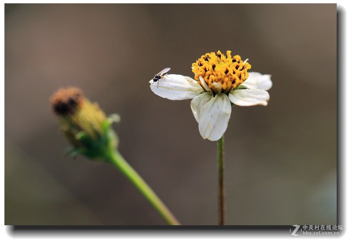 #佳能EOS M6感受温暖冬日#_四川的暖冬