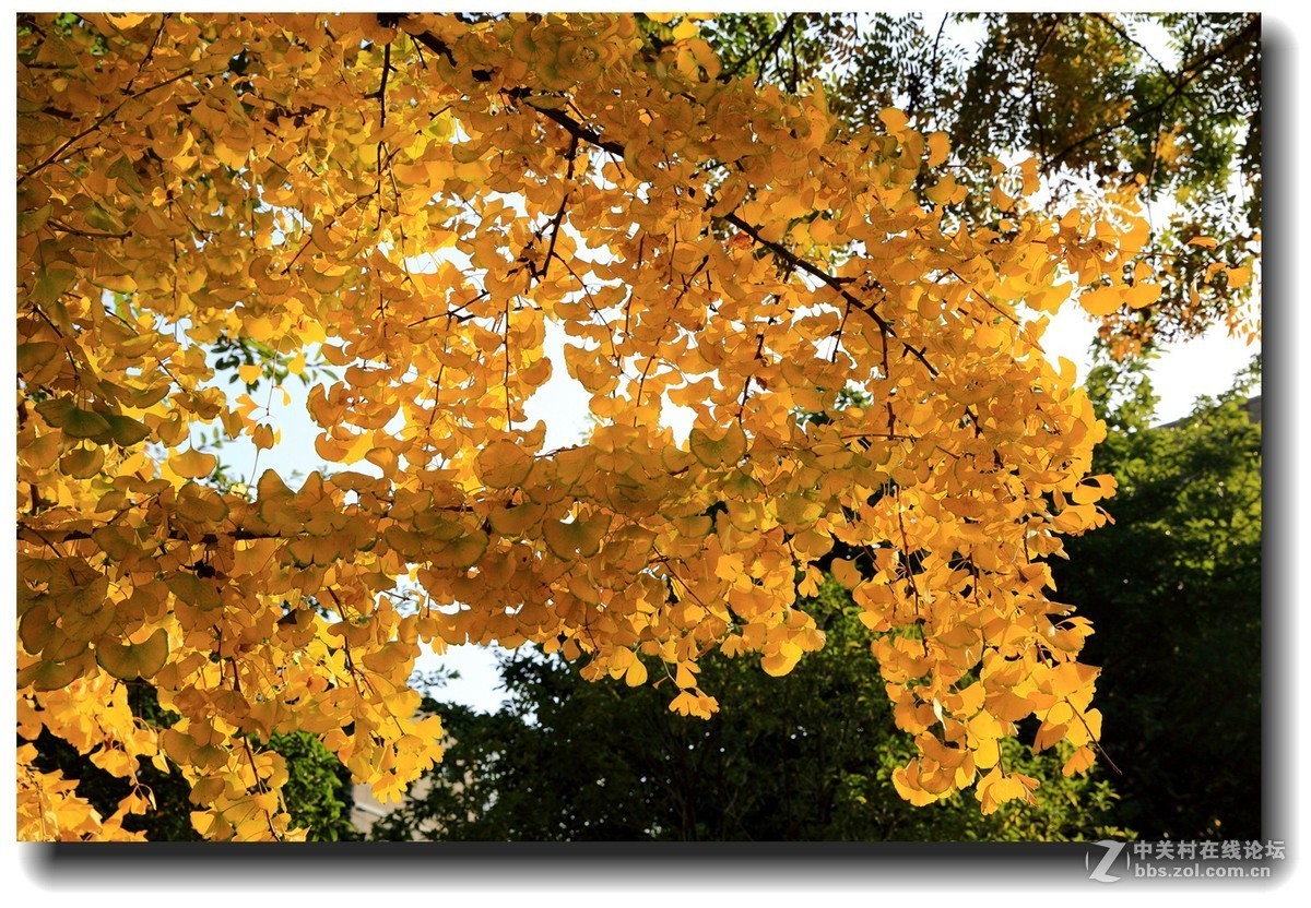 #佳能EOS M6感受温暖冬日#_四川的暖冬