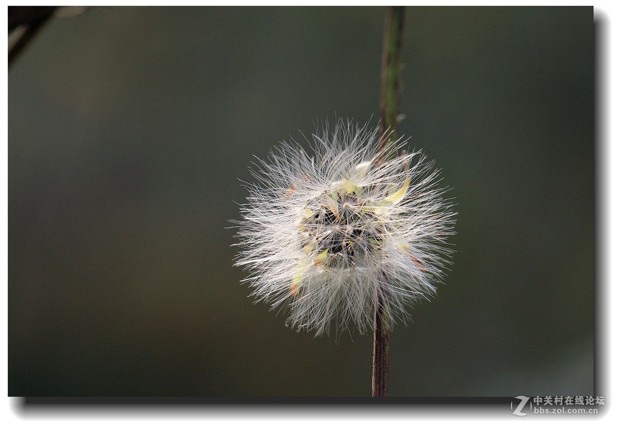 #佳能EOS M6感受温暖冬日#_四川的暖冬