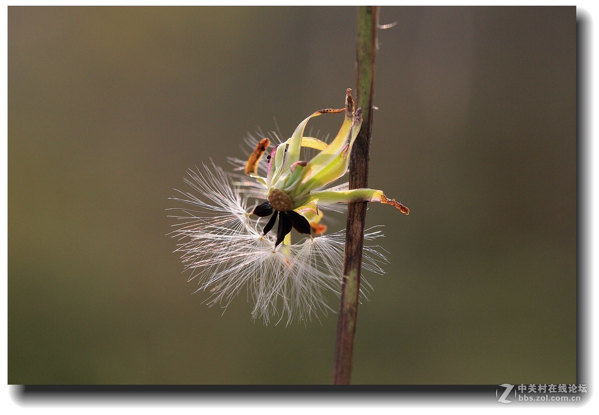 #佳能EOS M6感受温暖冬日#_四川的暖冬
