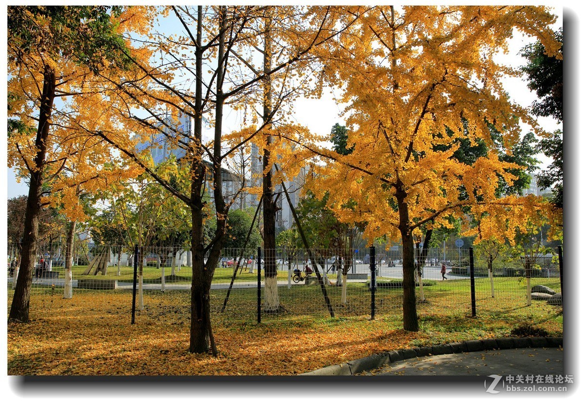 #佳能EOS M6感受温暖冬日#_四川的暖冬