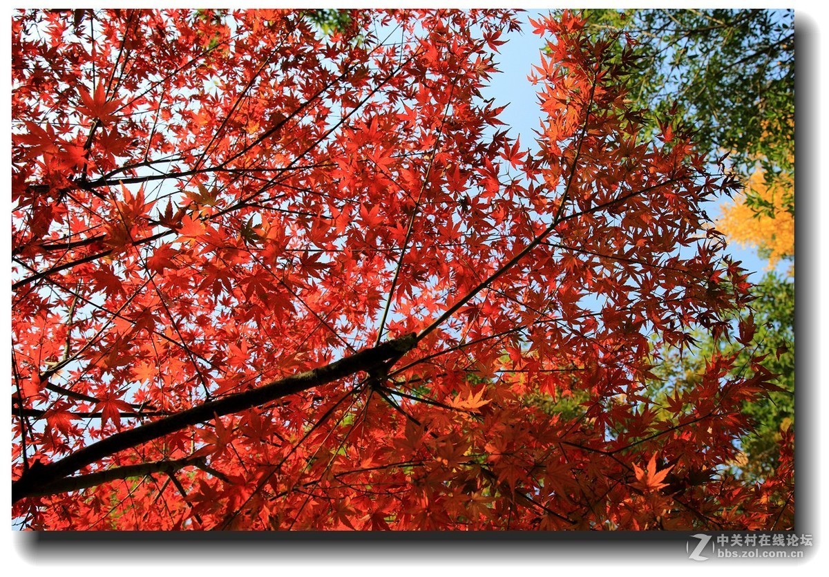 #佳能EOS M6感受温暖冬日#_四川的暖冬