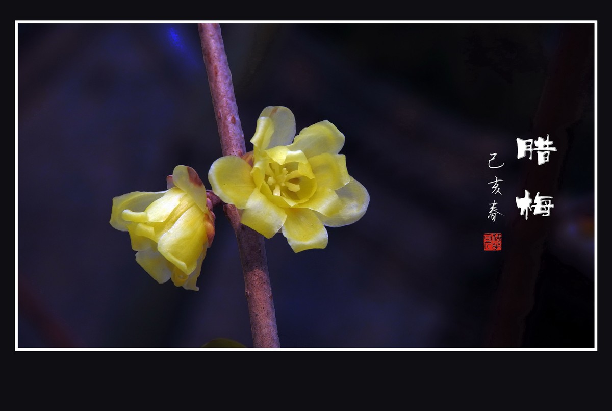 小小腊梅香逸远
