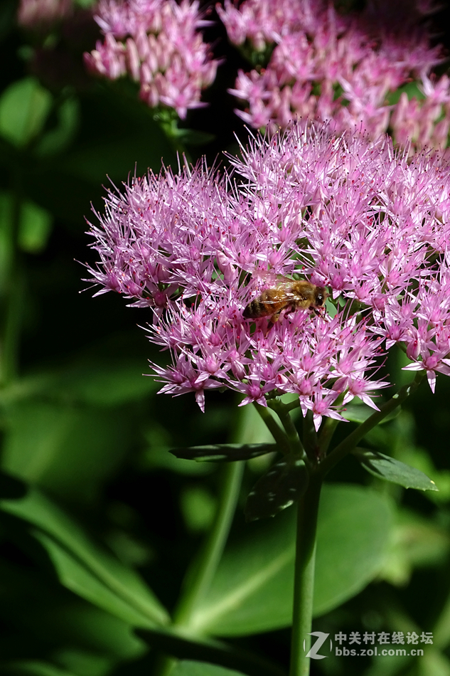 昨天在北植，瞎照了几张。