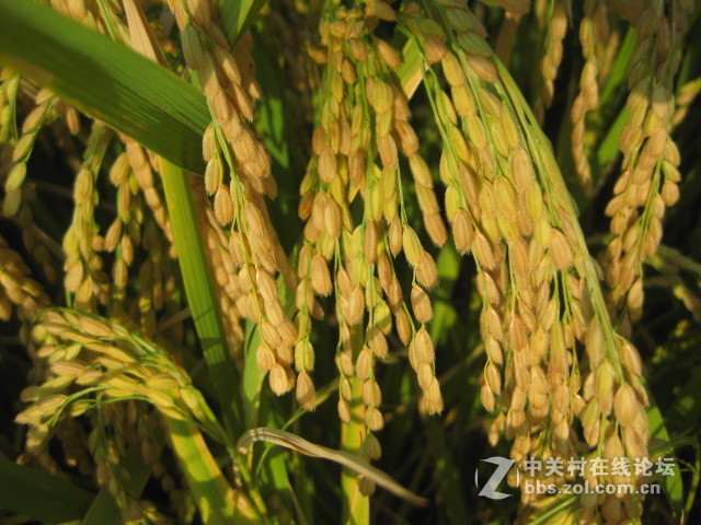 #ZOL国庆随手拍#绿黄相间的秋稻