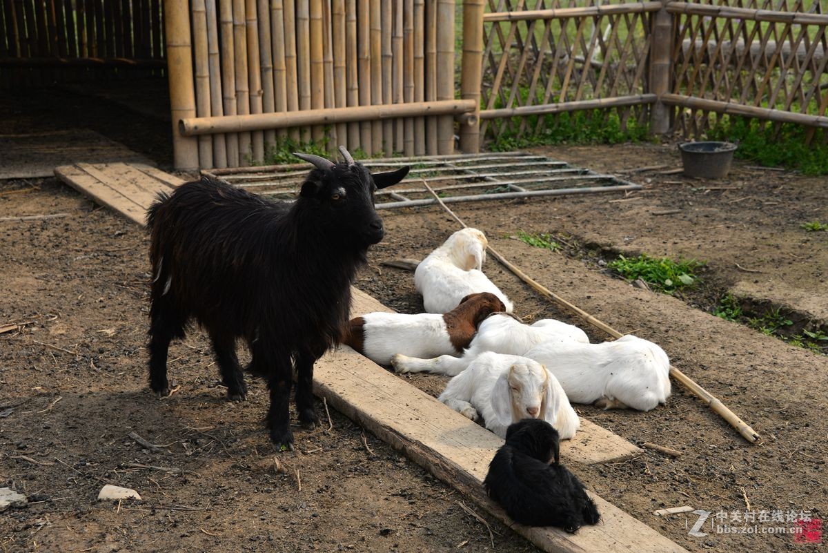 沐春风挖野菜观农趣