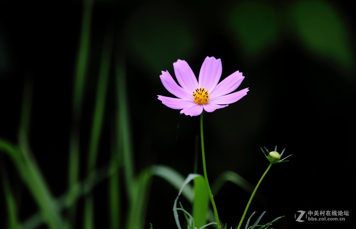 波斯菊—2