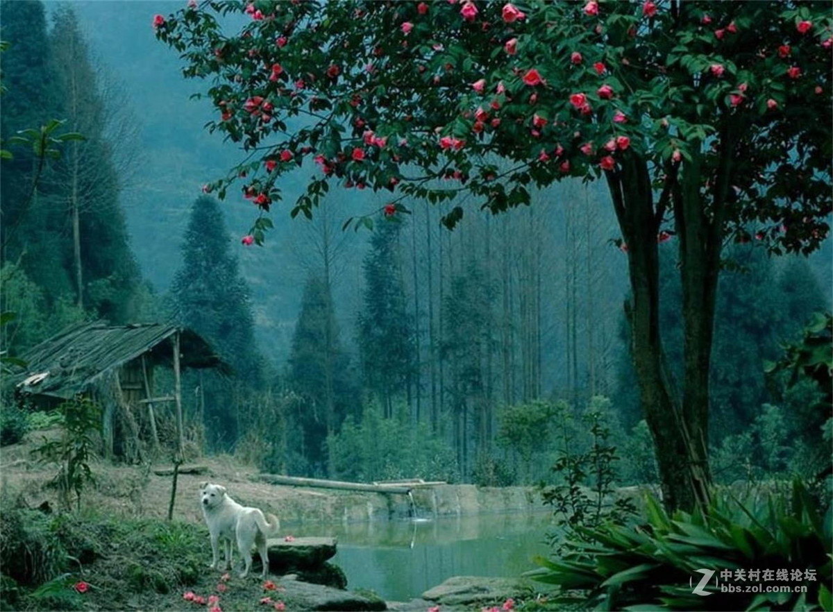 月朦胧鸟朦胧，云里雾里梦幻中（02）