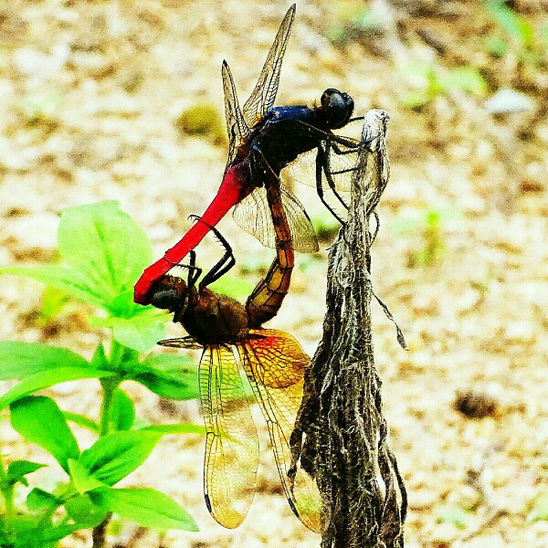 “蜓”有“性”趣