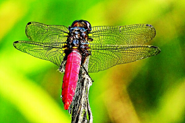 “蜓”有“性”趣