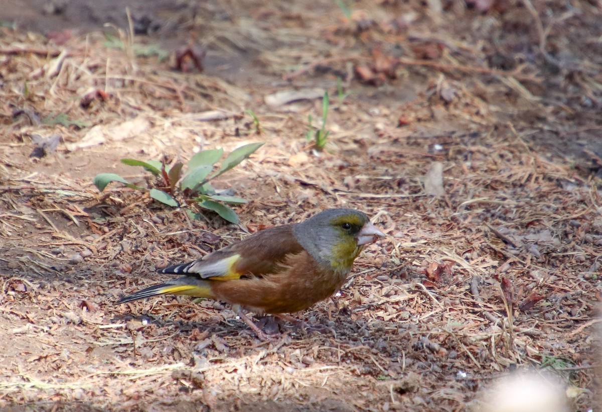 400端，拍躲人的小体量的鸟，也可以玩玩，知足常乐