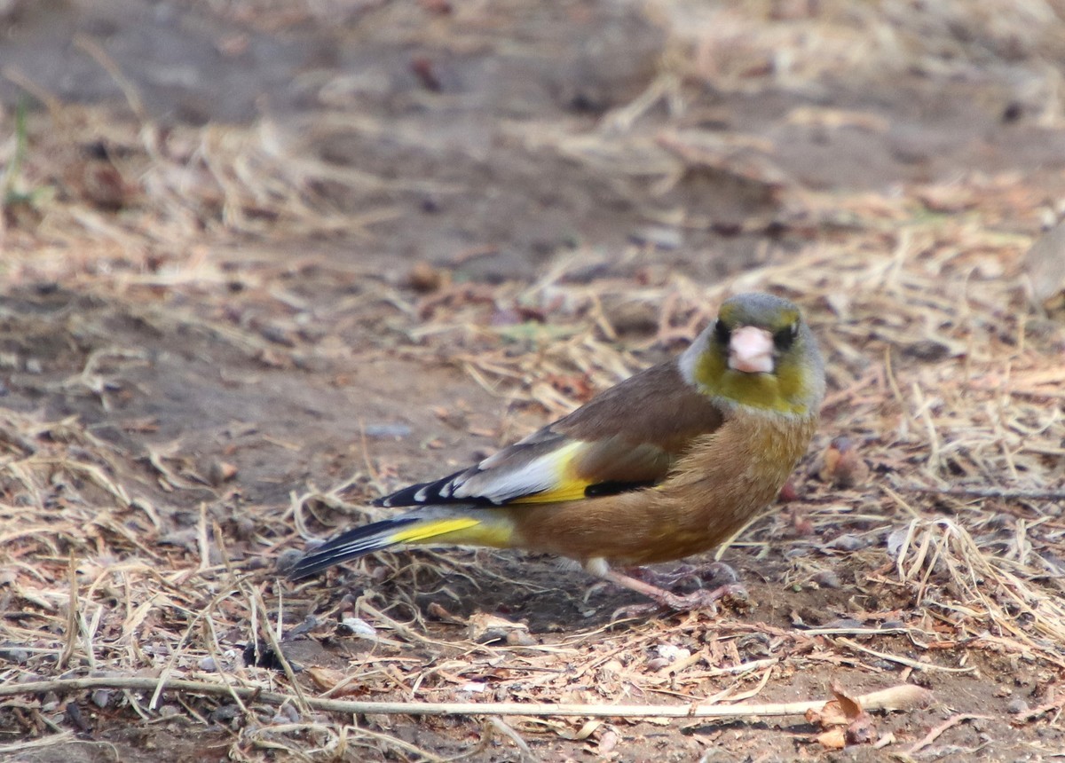 400端，拍躲人的小体量的鸟，也可以玩玩，知足常乐