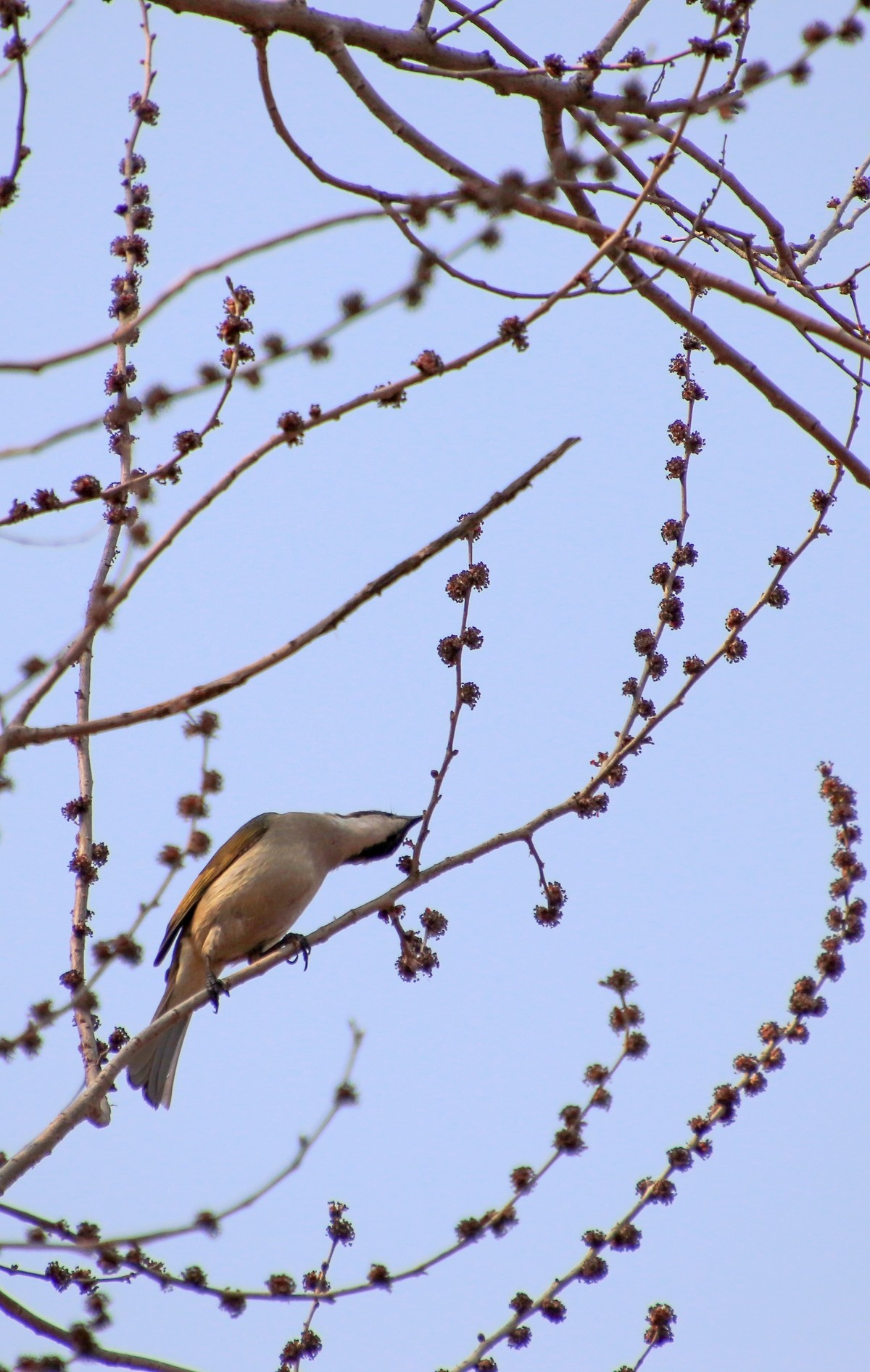 400端，拍躲人的小体量的鸟，也可以玩玩，知足常乐