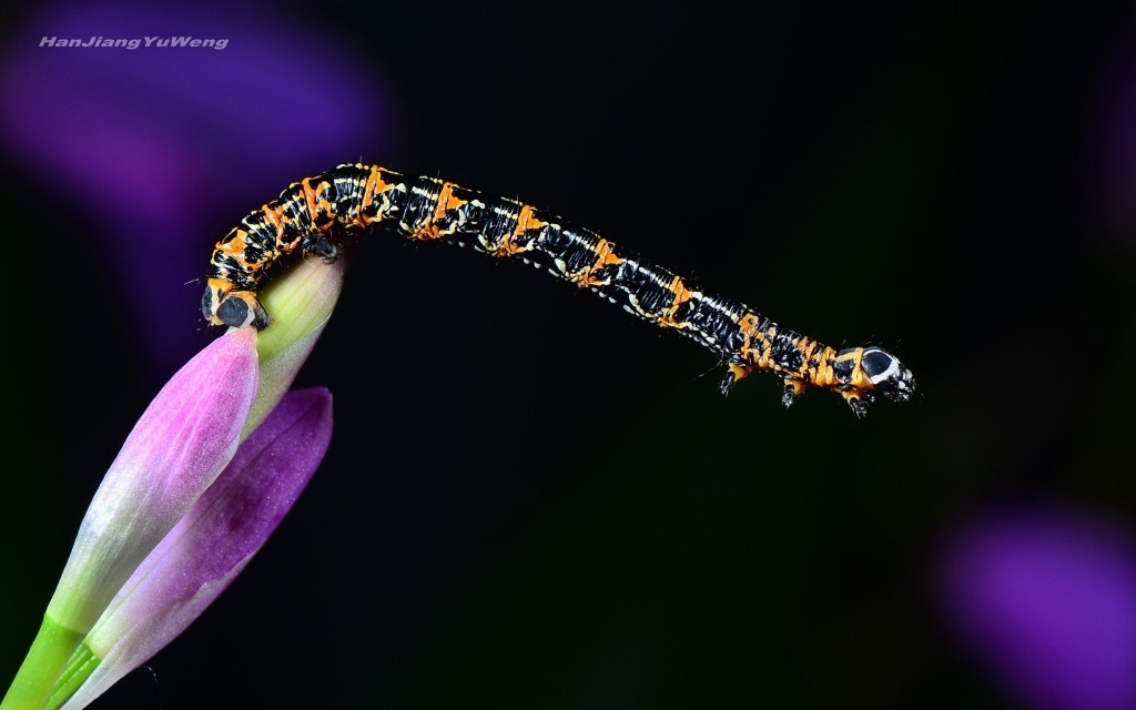 春日虫趣尺蛾幼虫