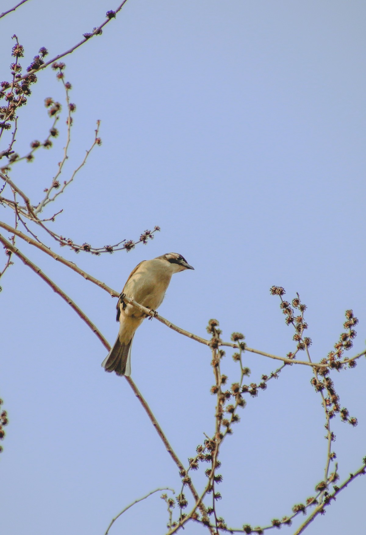 400端，拍躲人的小体量的鸟，也可以玩玩，知足常乐