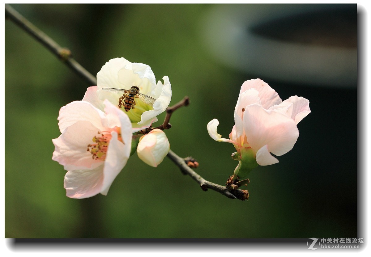 #佳能EOS M6感受温暖冬日#_四川的暖冬