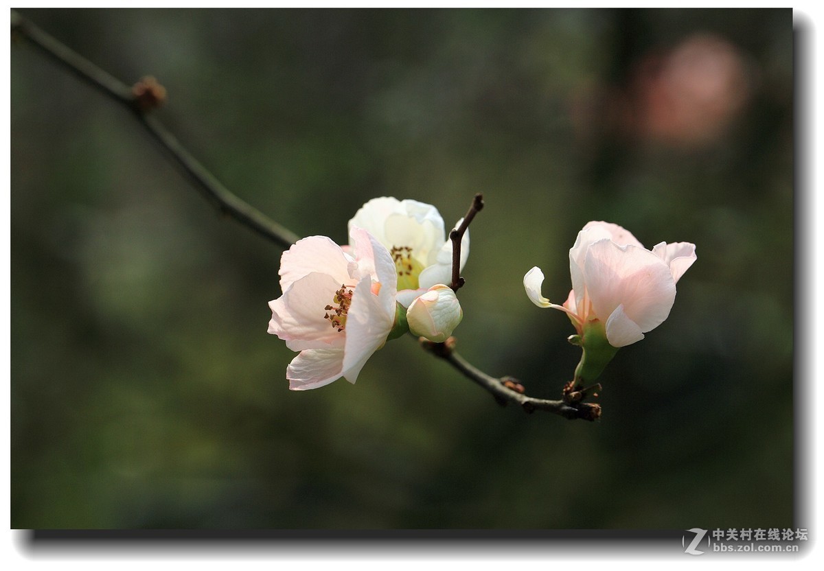 #佳能EOS M6感受温暖冬日#_四川的暖冬