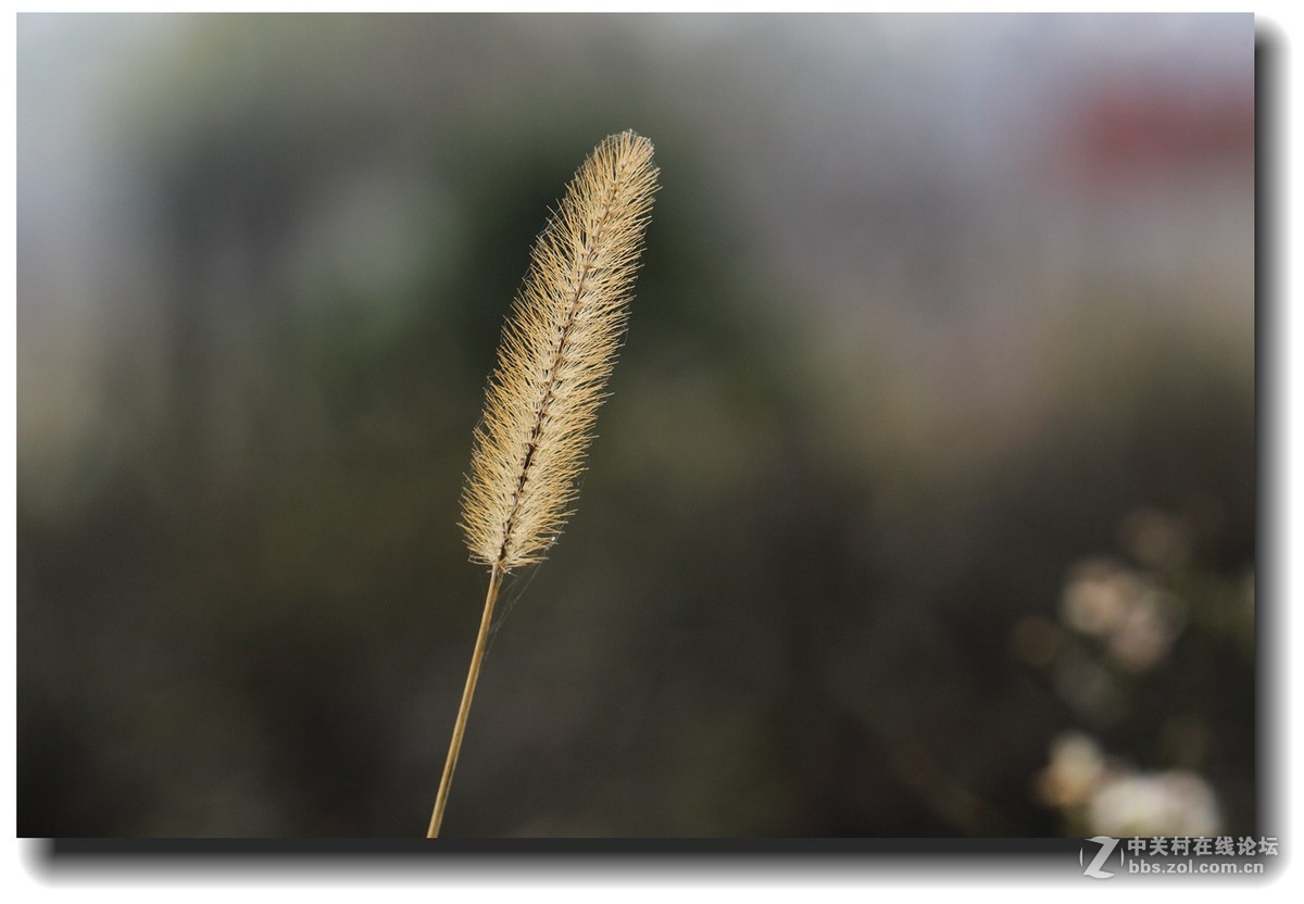 #佳能EOS M6感受温暖冬日#_四川的暖冬