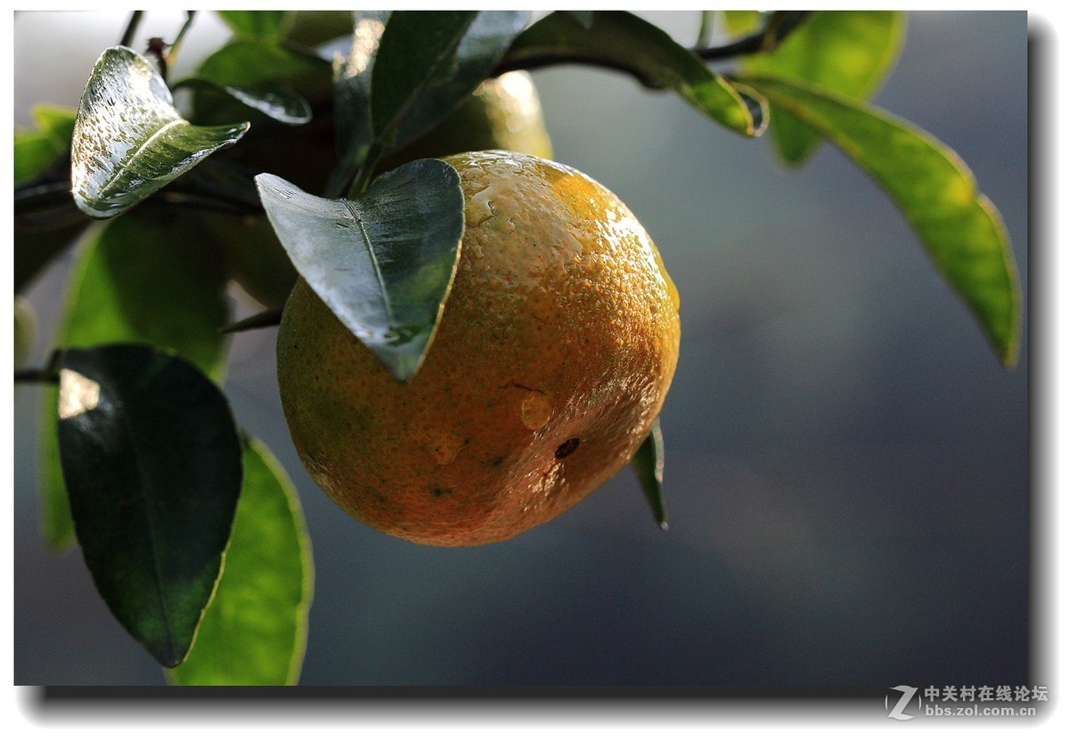 #佳能EOS M6感受温暖冬日#_四川的暖冬