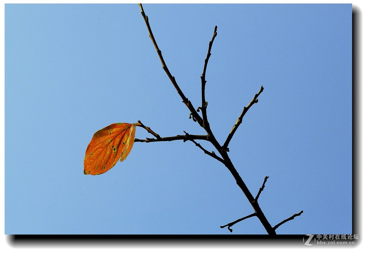 #佳能EOS M6感受温暖冬日#_四川的暖冬