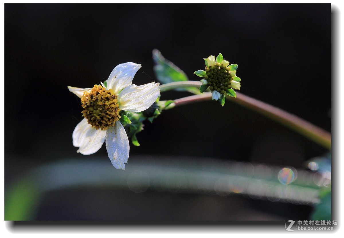 #佳能EOS M6感受温暖冬日#_四川的暖冬